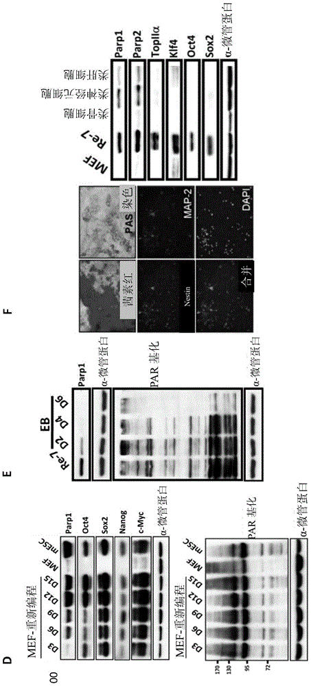 Method for preparing induced pluripotent stem cells and its applications