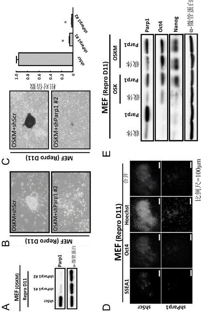 Method for preparing induced pluripotent stem cells and its applications