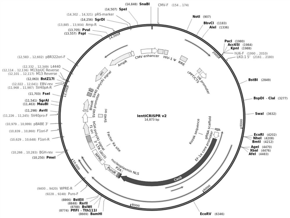 Induced inflammatory carcinoma transformation mouse model and its establishment method and application