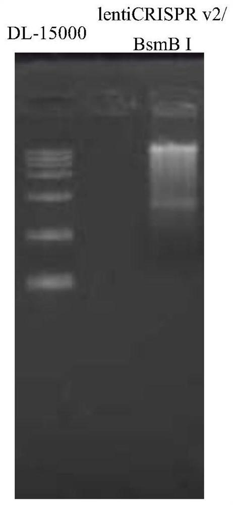 Induced inflammatory carcinoma transformation mouse model and its establishment method and application