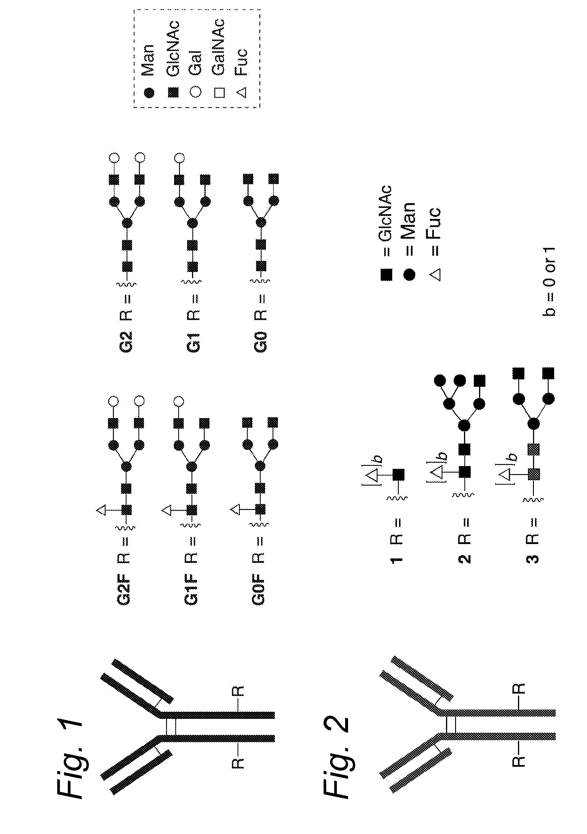 Glycoengineered antibody, antibody-conjugate and methods for their preparation