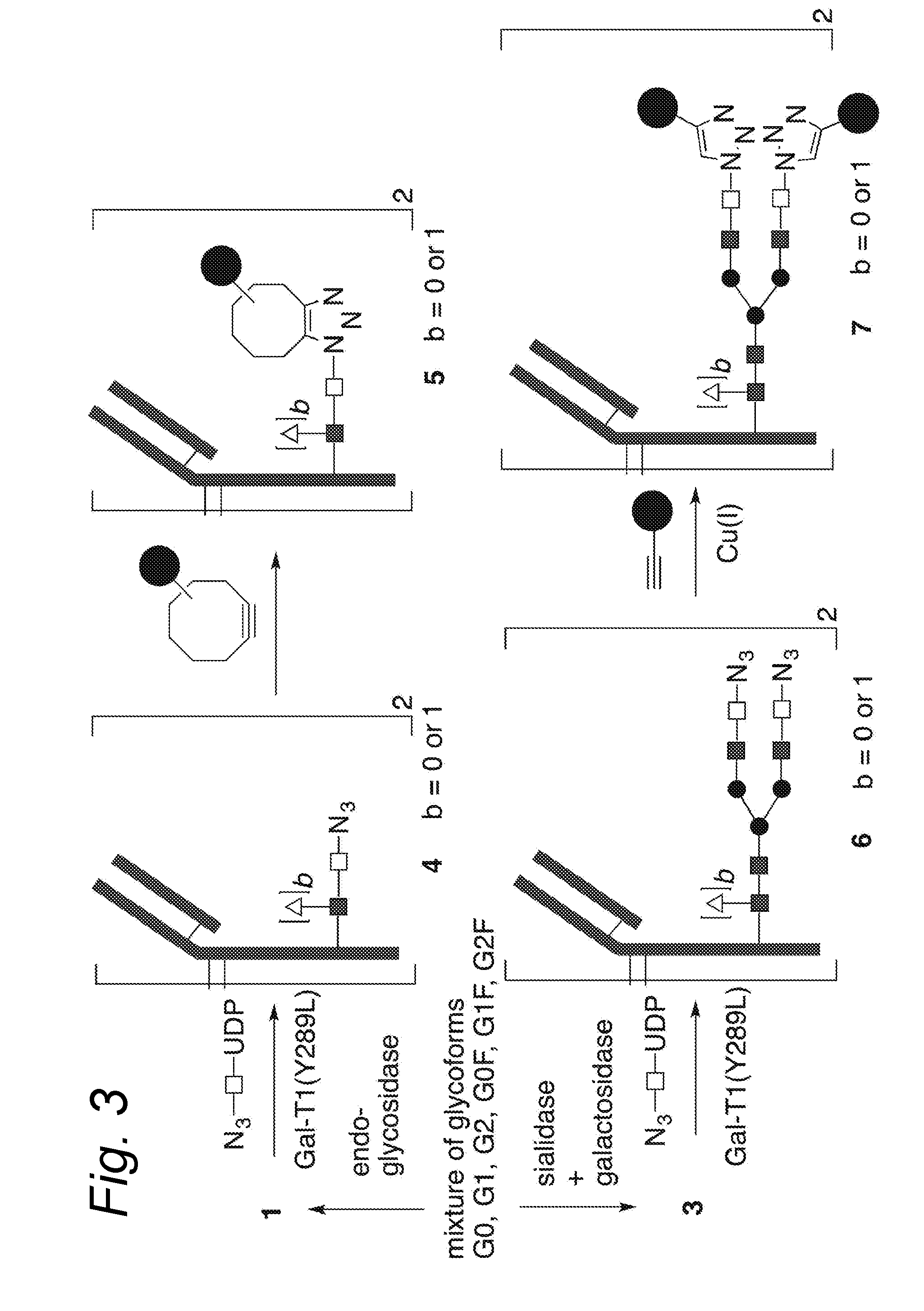 Glycoengineered antibody, antibody-conjugate and methods for their preparation