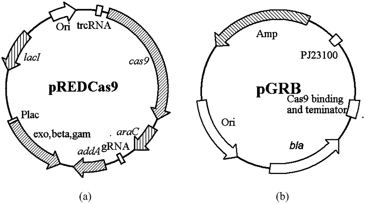 Construction of escherichia coli genetically engineered bacterium and application of escherichia coli genetically engineered bacterium to production of L-tryptophan