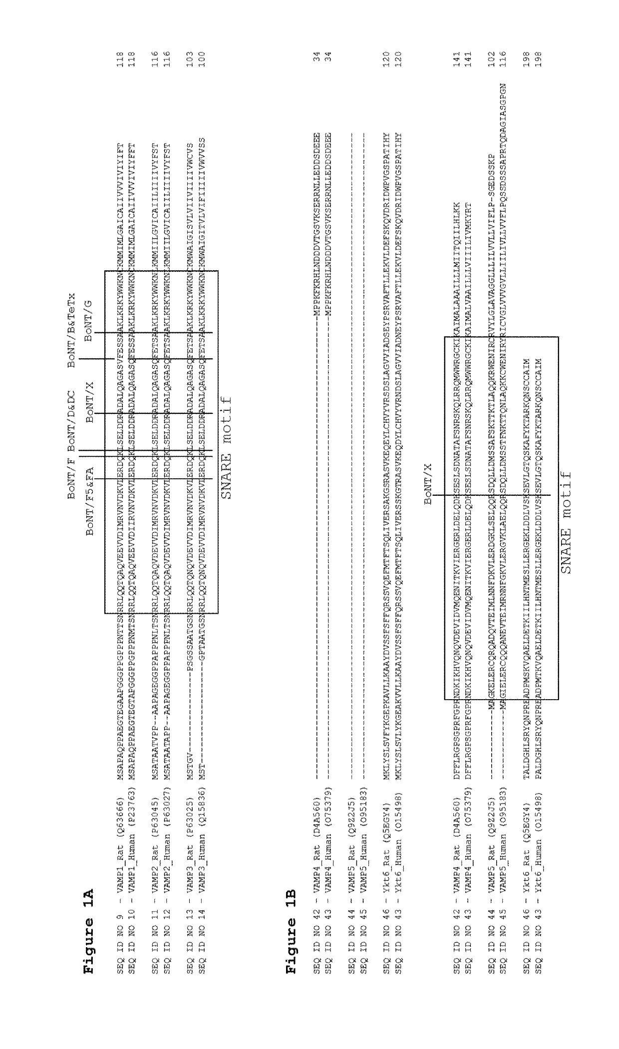 Cellular vamp cleavage assay