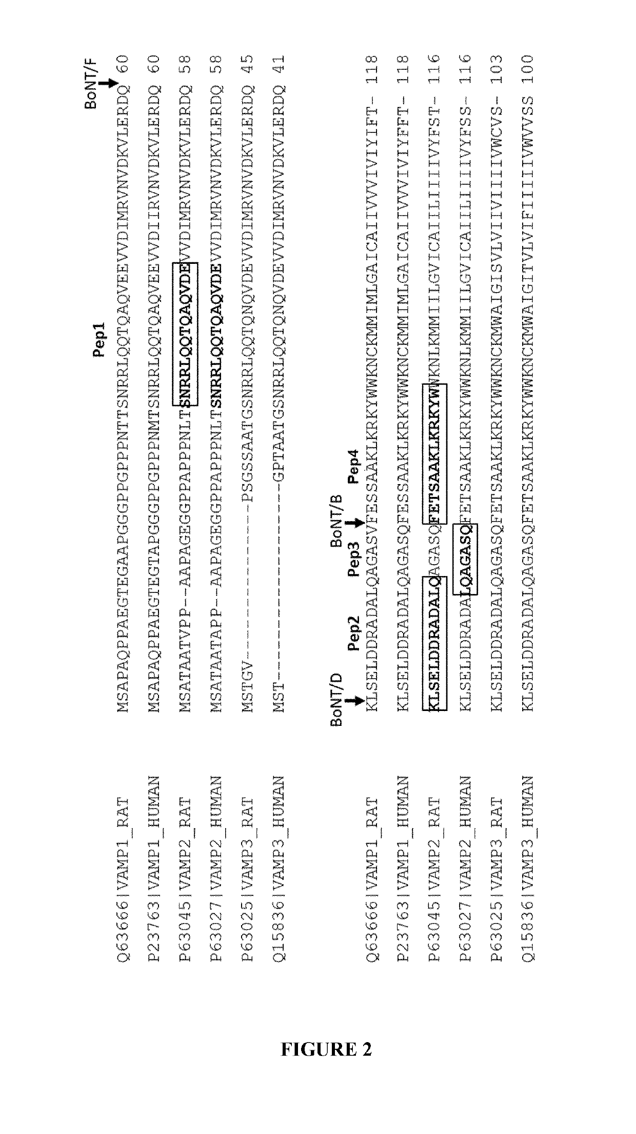 Cellular vamp cleavage assay