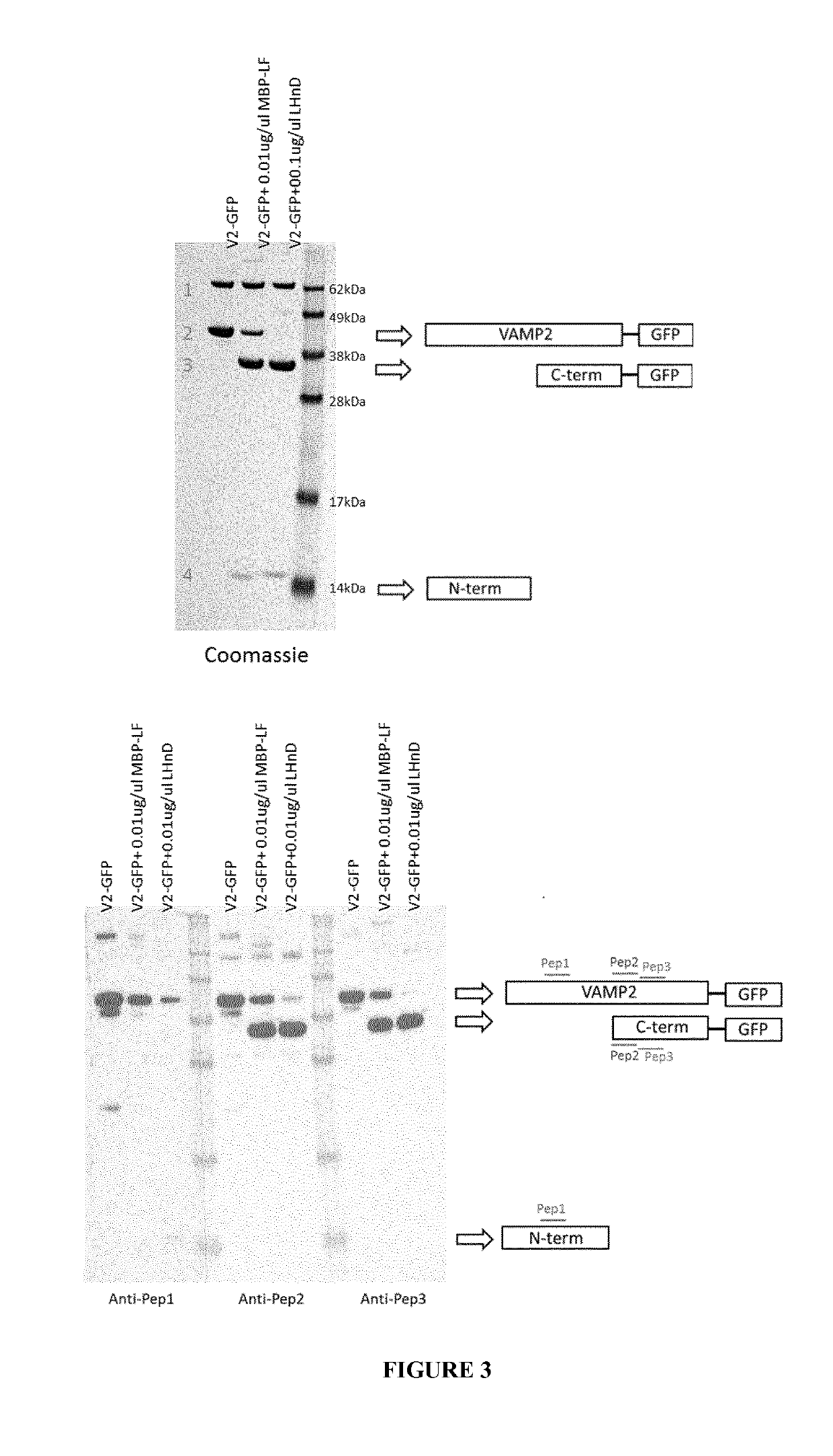 Cellular vamp cleavage assay