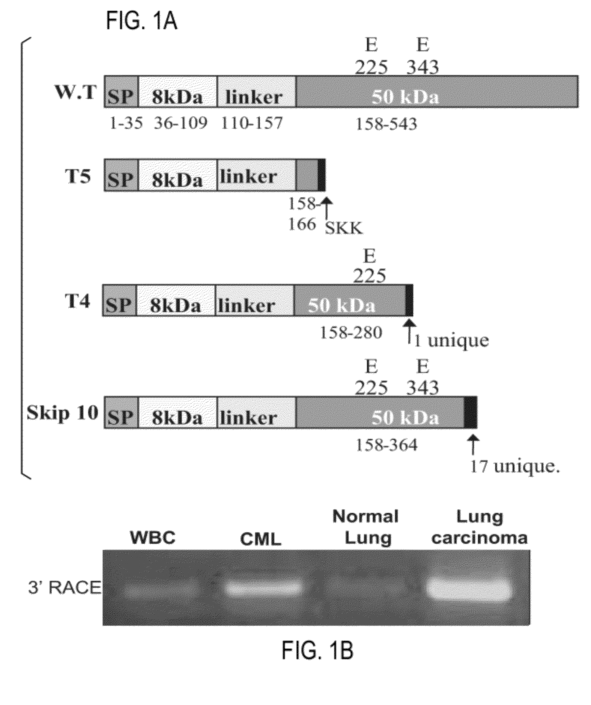 Novel heparanase splice variant