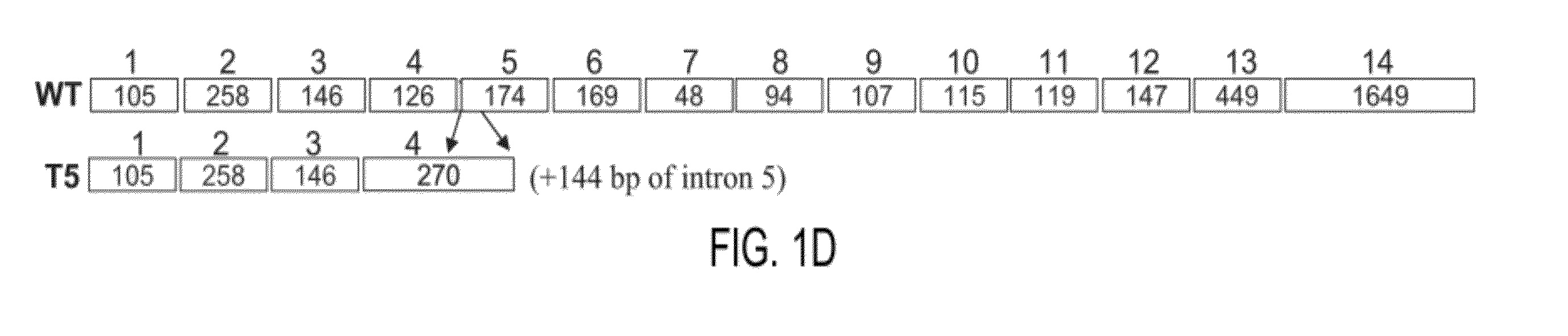 Novel heparanase splice variant