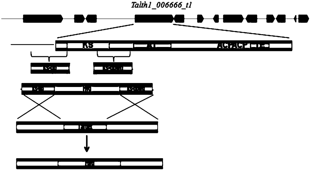 Method for obtaining positive transformant of thermomyces fungi