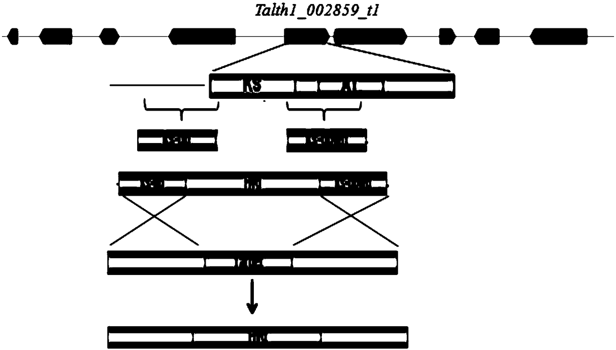 Method for obtaining positive transformant of thermomyces fungi