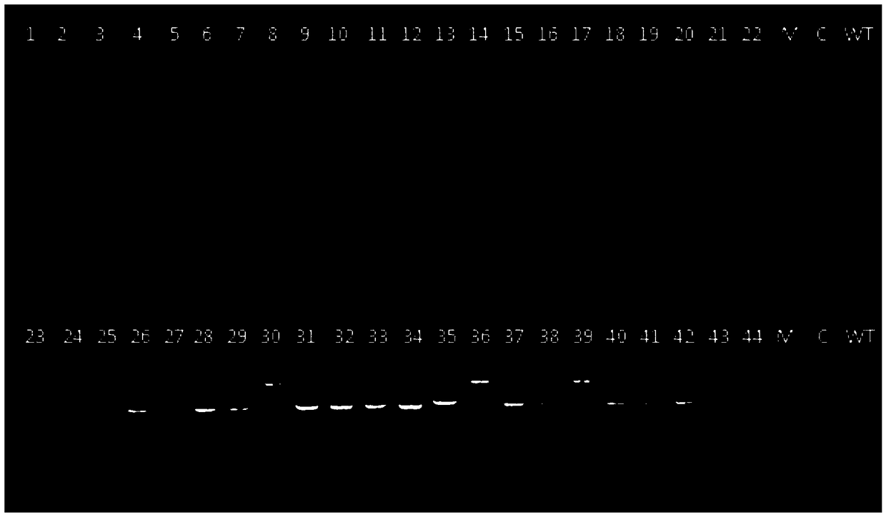 Method for obtaining positive transformant of thermomyces fungi