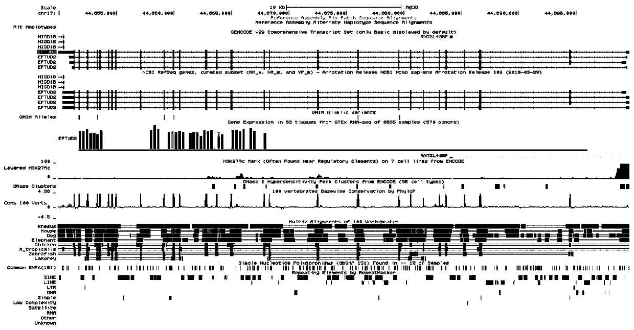 Method for identifying transcriptional activity of EFTUD2 promoter