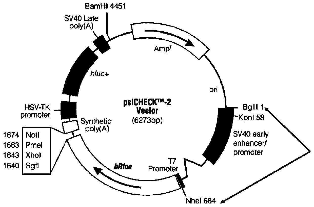 Method for identifying transcriptional activity of EFTUD2 promoter