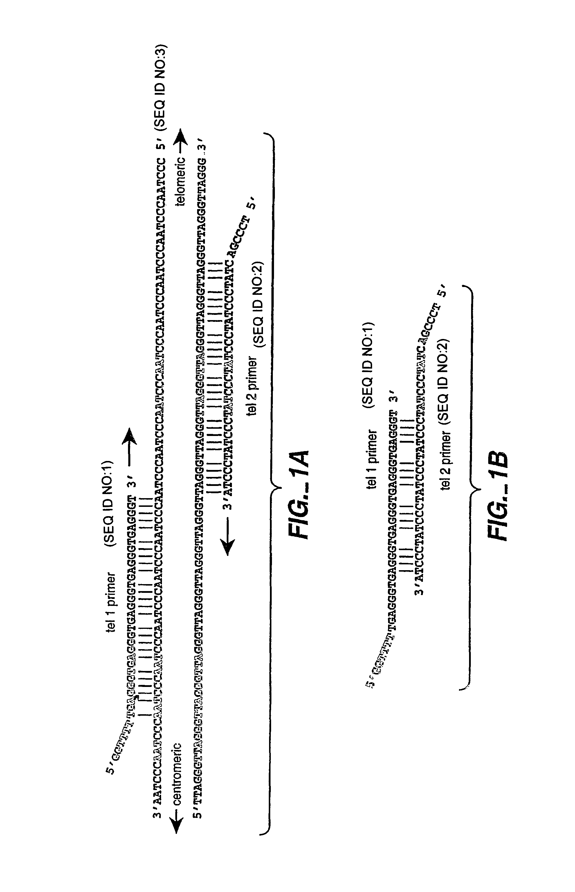 Methods of predicting mortality risk by determining telomere length