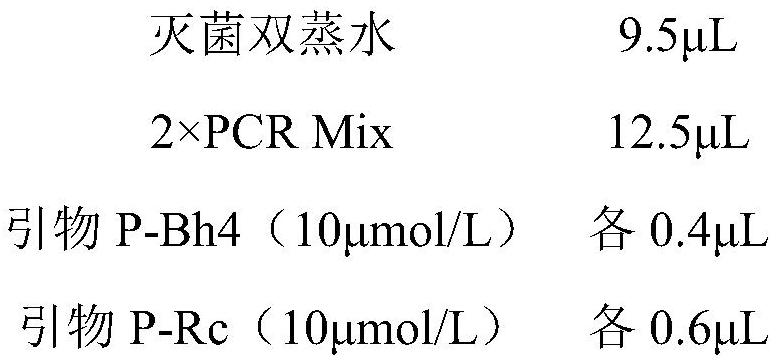 PCR primer for rapidly identifying weedy rice in early stage and application thereof