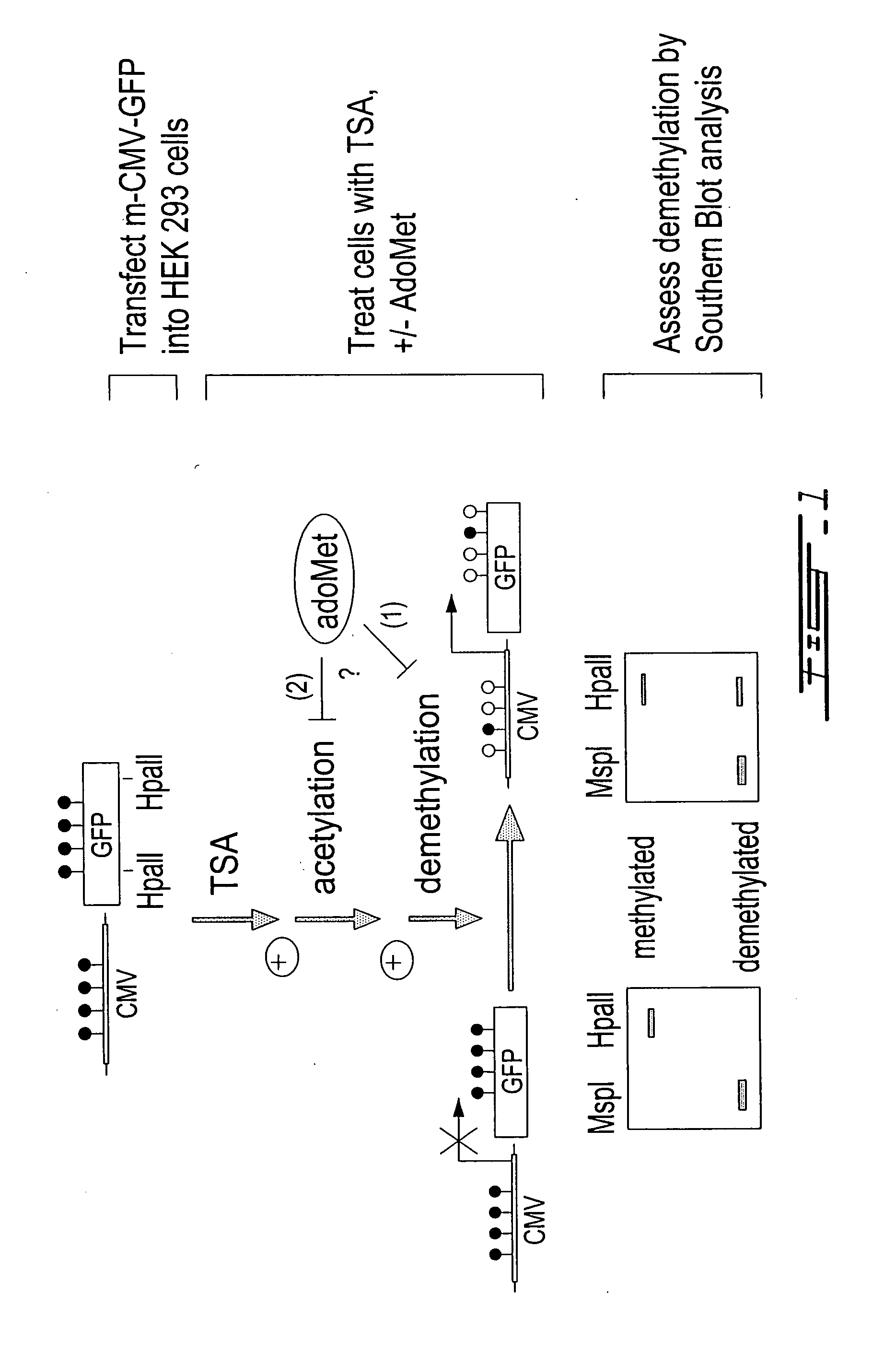 Inhibitor of demethylase, antitumorigenic agent, and an in vitro assay for demethylase inhibitors