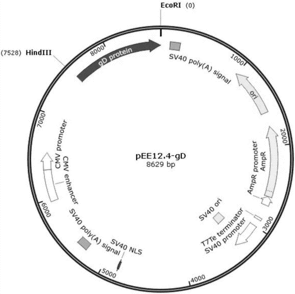 Preparation of CHO cell expressed infectious bovine rhinotracheitis virus protein gD and subunit vaccine thereof and application