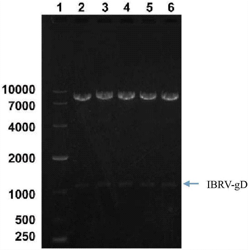 Preparation of CHO cell expressed infectious bovine rhinotracheitis virus protein gD and subunit vaccine thereof and application