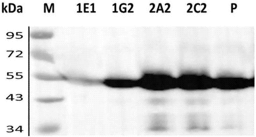 Preparation of CHO cell expressed infectious bovine rhinotracheitis virus protein gD and subunit vaccine thereof and application