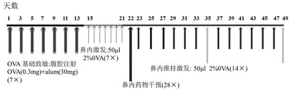 Applications of 18 beta-glycyrrhetinic acid in preparing drugs used for treating allergic rhinitis