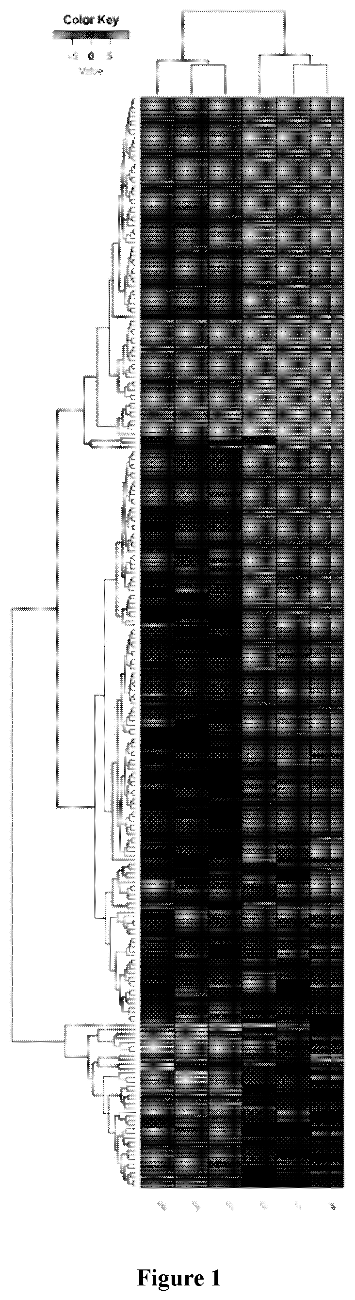 Novel method for producing antibodies