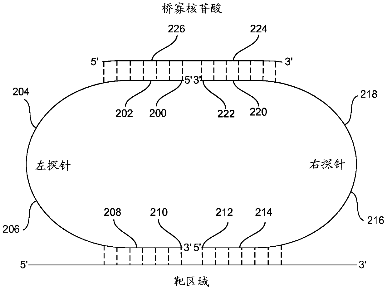 Accurate and massively parallel quantification of nucleic acid