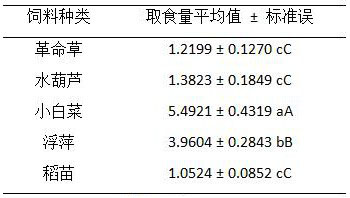 Vegetable crop for efficiently trapping ampullaria gigas