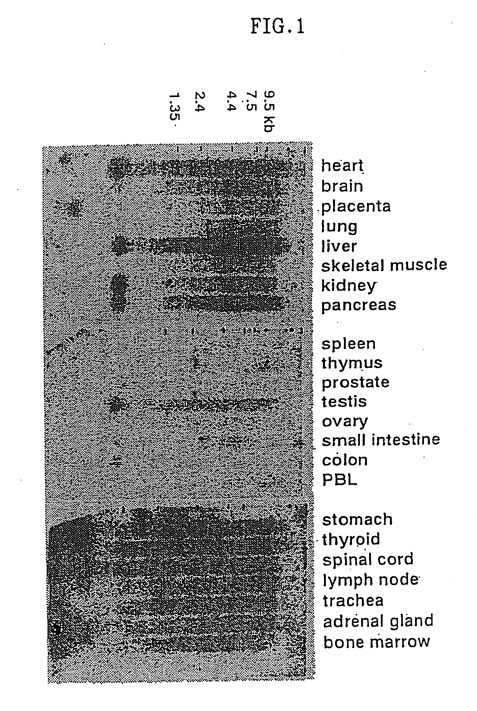 Novel protein, production and use thereof