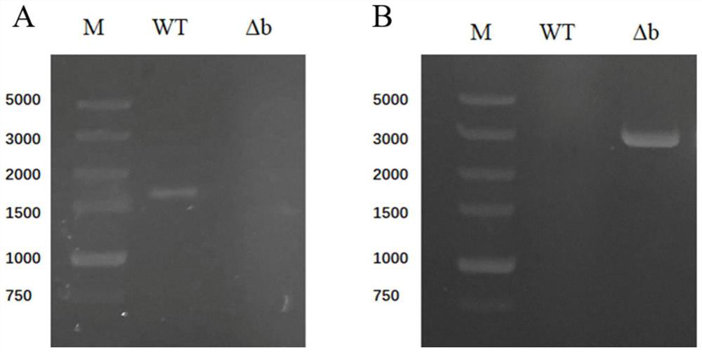 An anthrax transcription factor csatf1 and its application