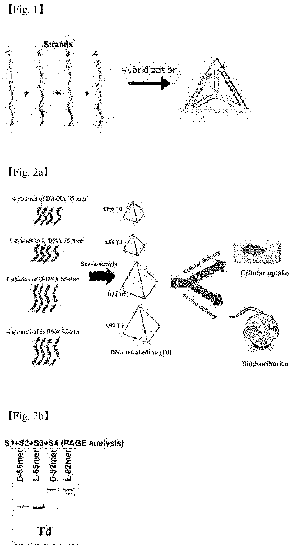 Drug carrier having self-assembled 3-D nucleic acid nanostructure