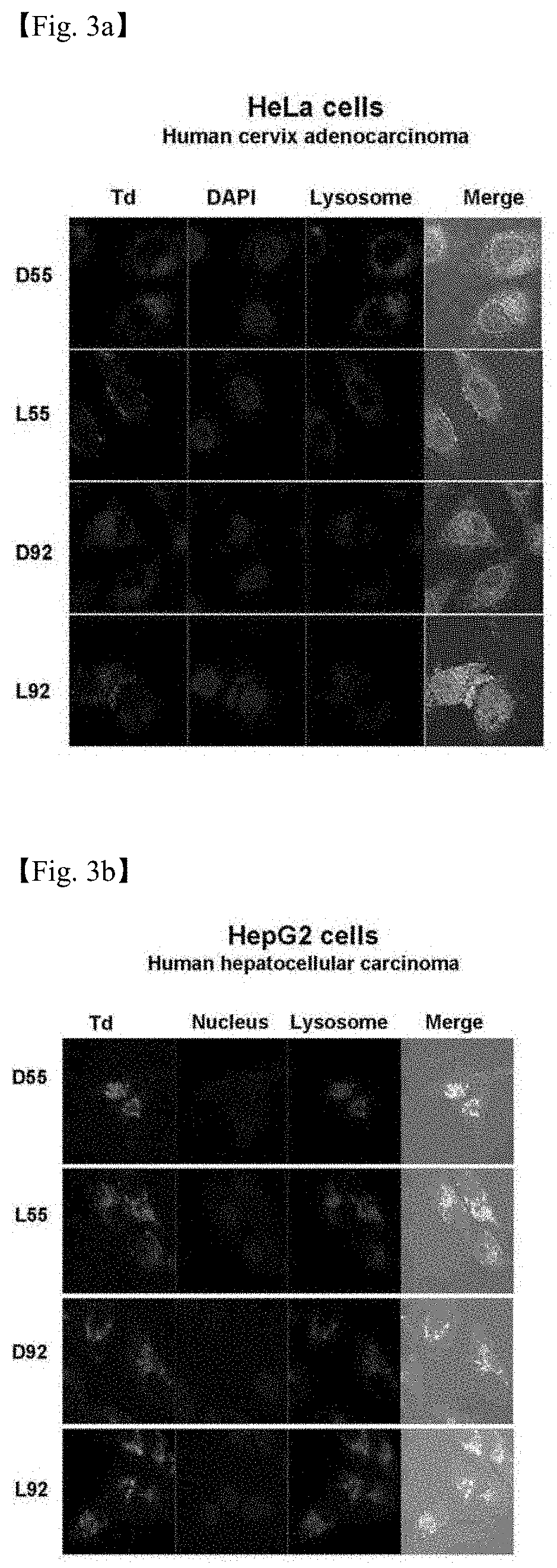 Drug carrier having self-assembled 3-D nucleic acid nanostructure