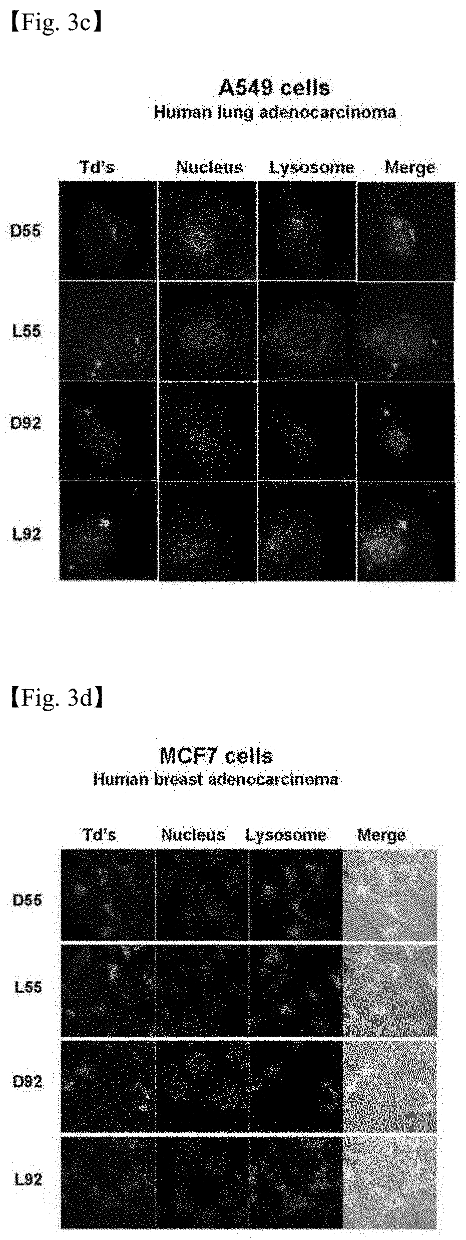 Drug carrier having self-assembled 3-D nucleic acid nanostructure