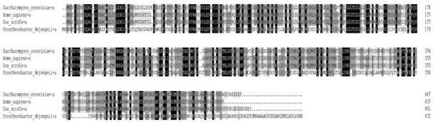 A protein fusion design method based on α-helix fusion of two proteins while maintaining the activity of their respective subunits