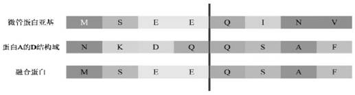 A protein fusion design method based on α-helix fusion of two proteins while maintaining the activity of their respective subunits