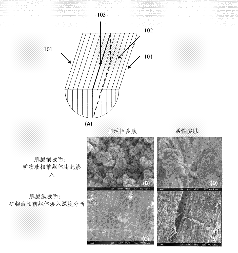 Nanometer pore hydroxyl calcium phosphate/aquogel materials