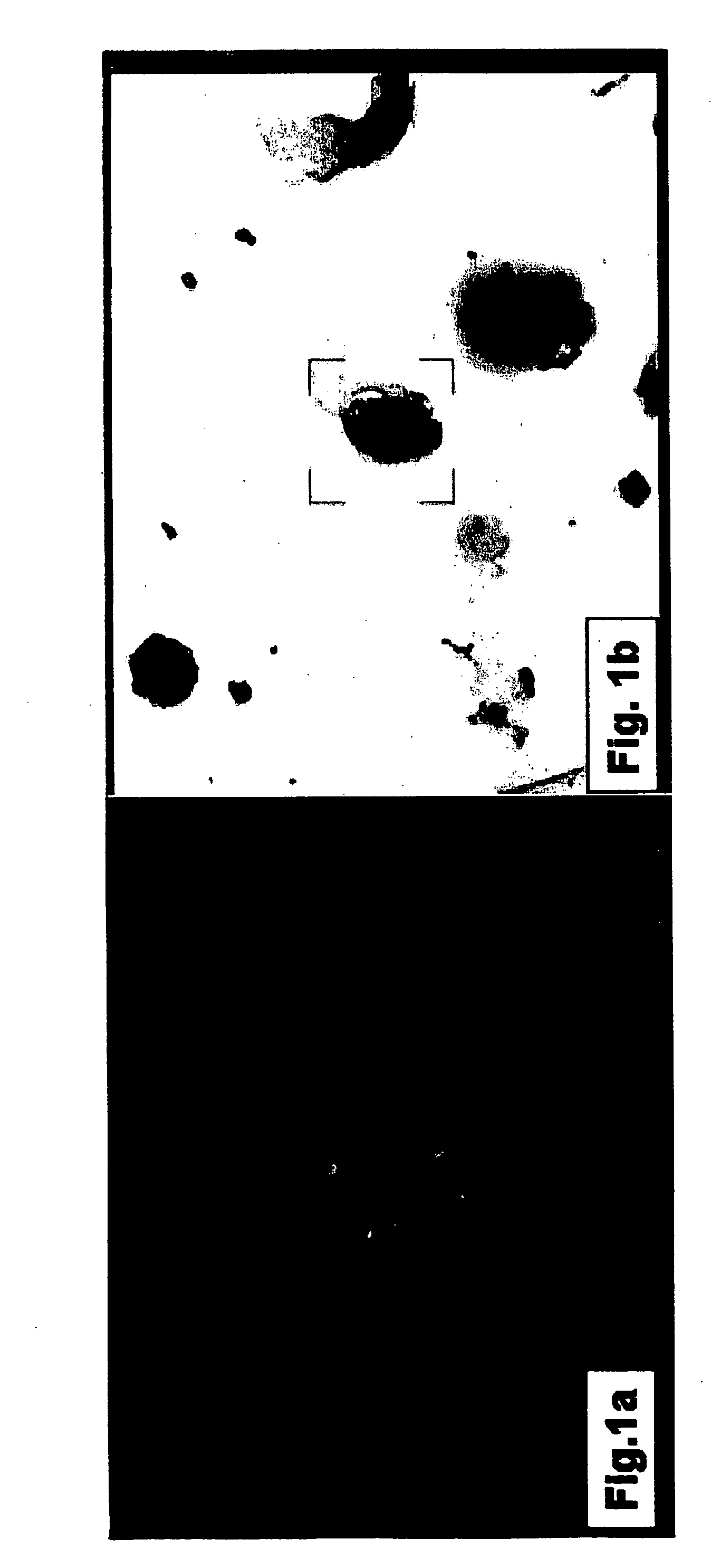 Methods of detecting cancer cells in biological samples