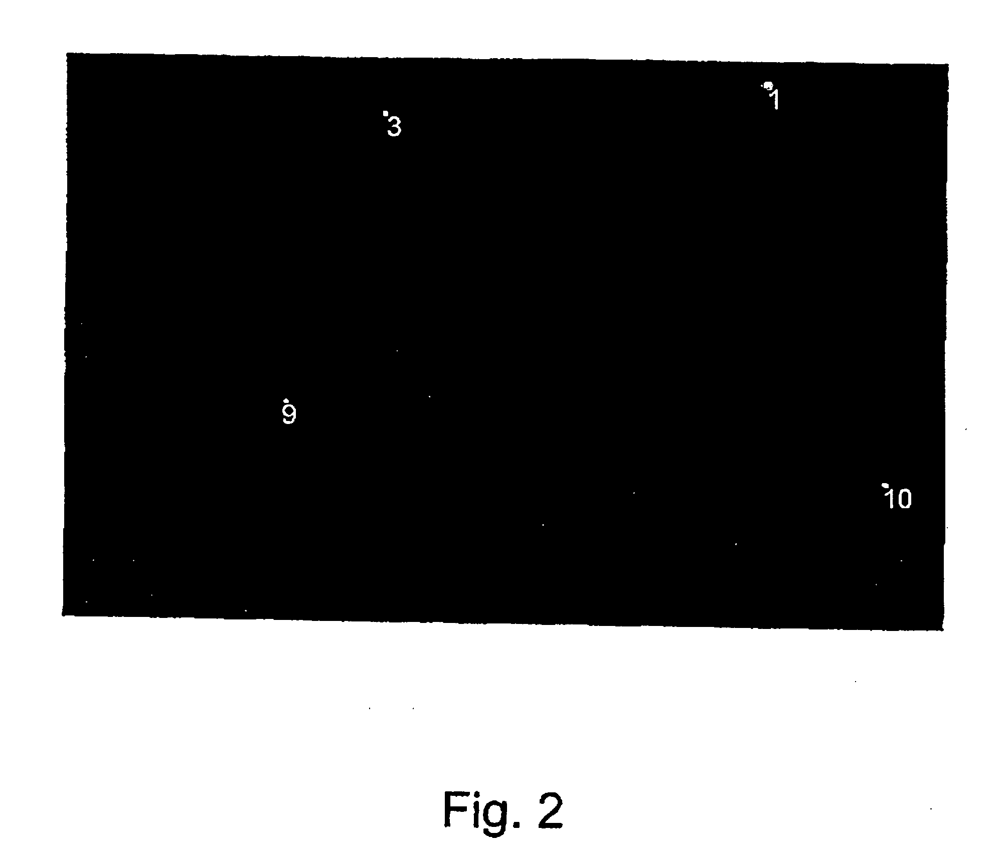 Method for the detection of viable microorganisms