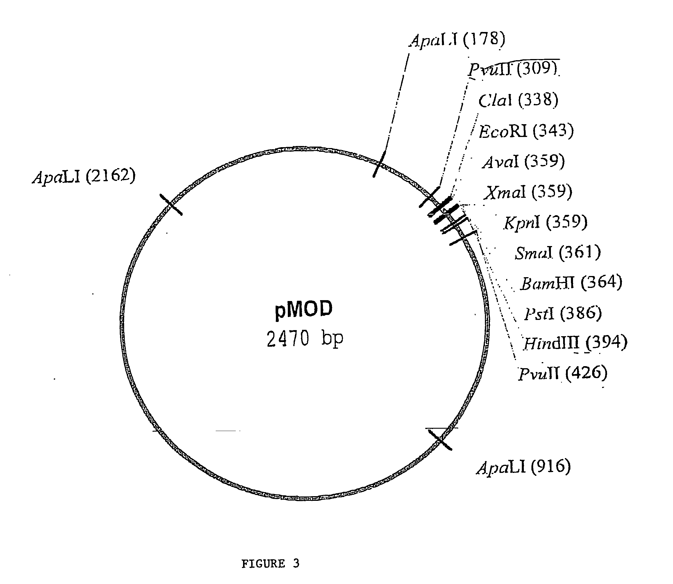 Random transposon insertion in staphylococcus aureus and use thereof to identify essential genes