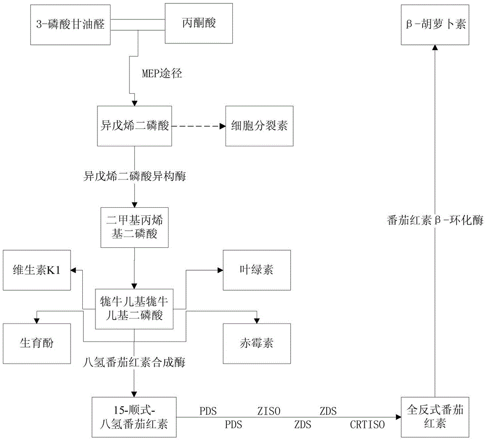 Method for producing lycopene by blocking metabolic pathway of Dunaliella bardawil