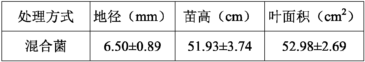 Mixed bacteria for promoting acacia nodulation and nitrogen fixation and application thereof