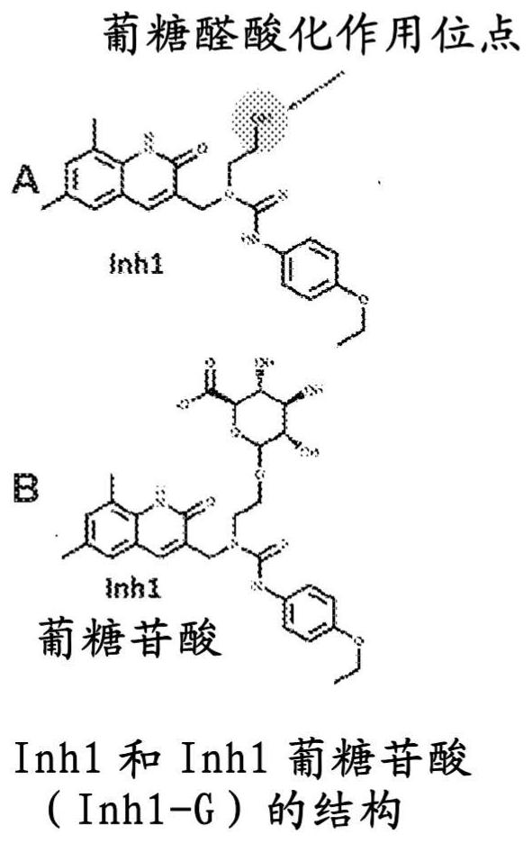 Compounds, compositions, and methods for selectively inhibiting beta-glucuronidases and alleviating side effects associated with drug treatment induced diarrhea