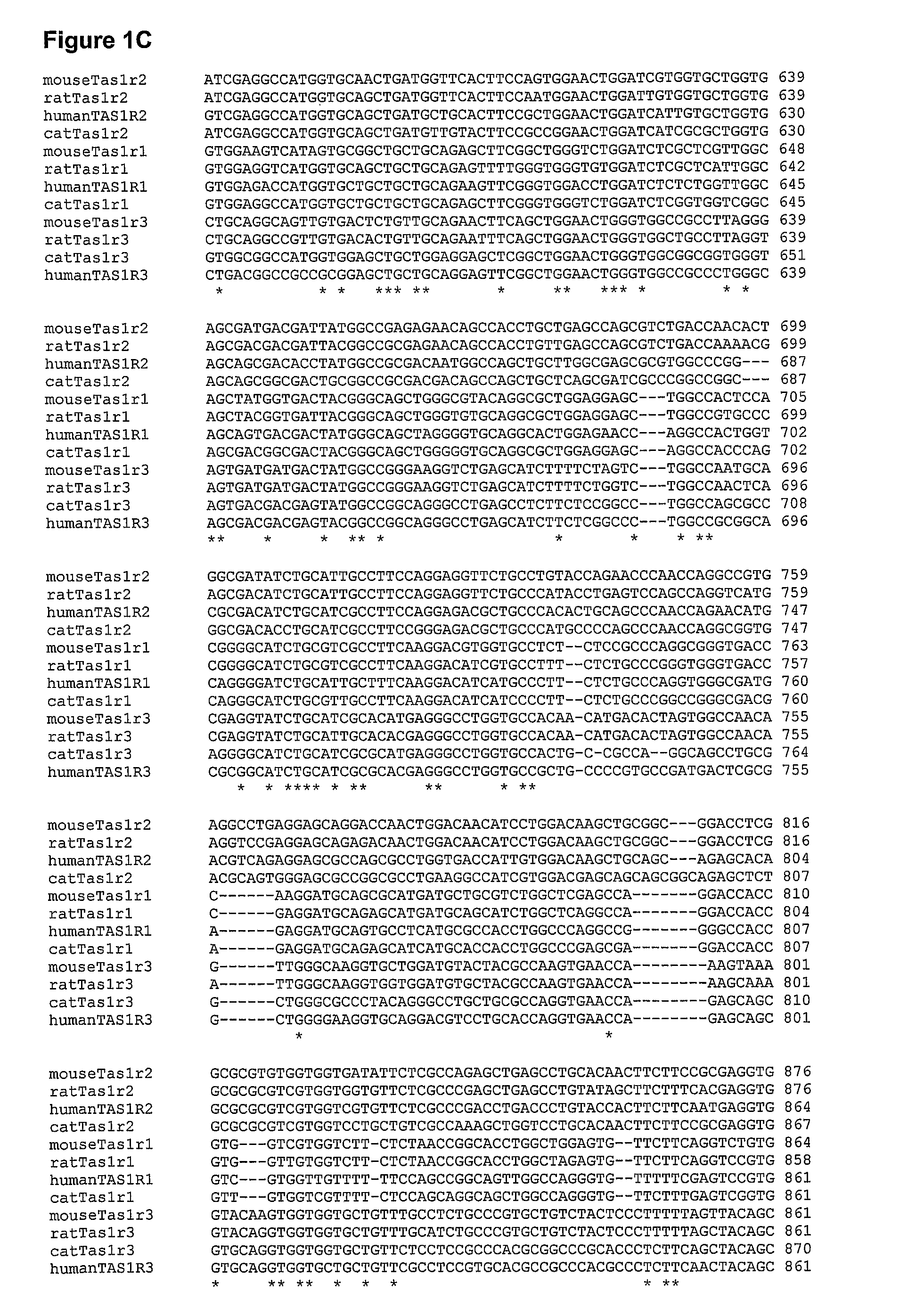 Taste receptors of the T1R family from domestic cat