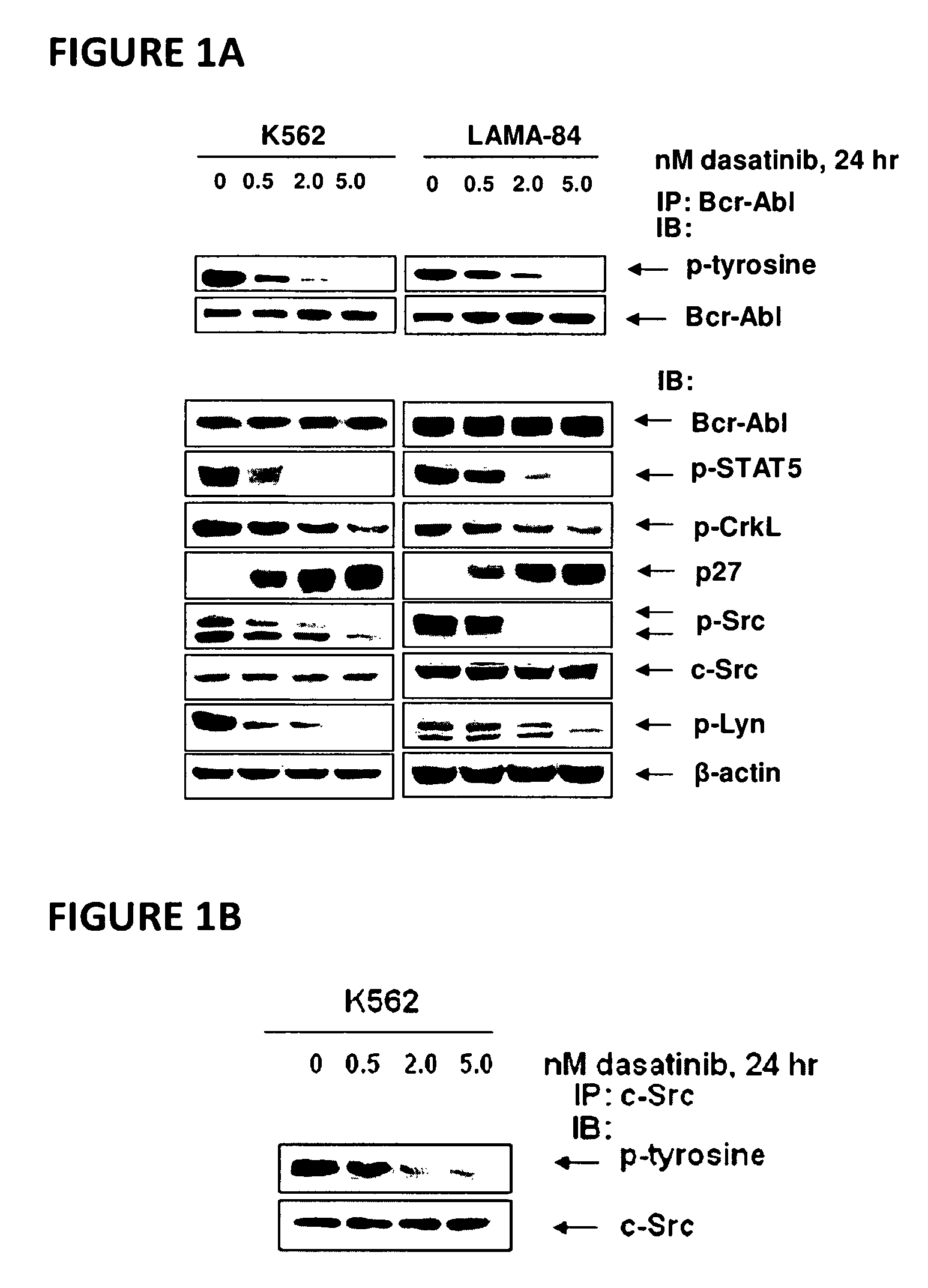 Method of treating chronic myelogenous leukemia cells