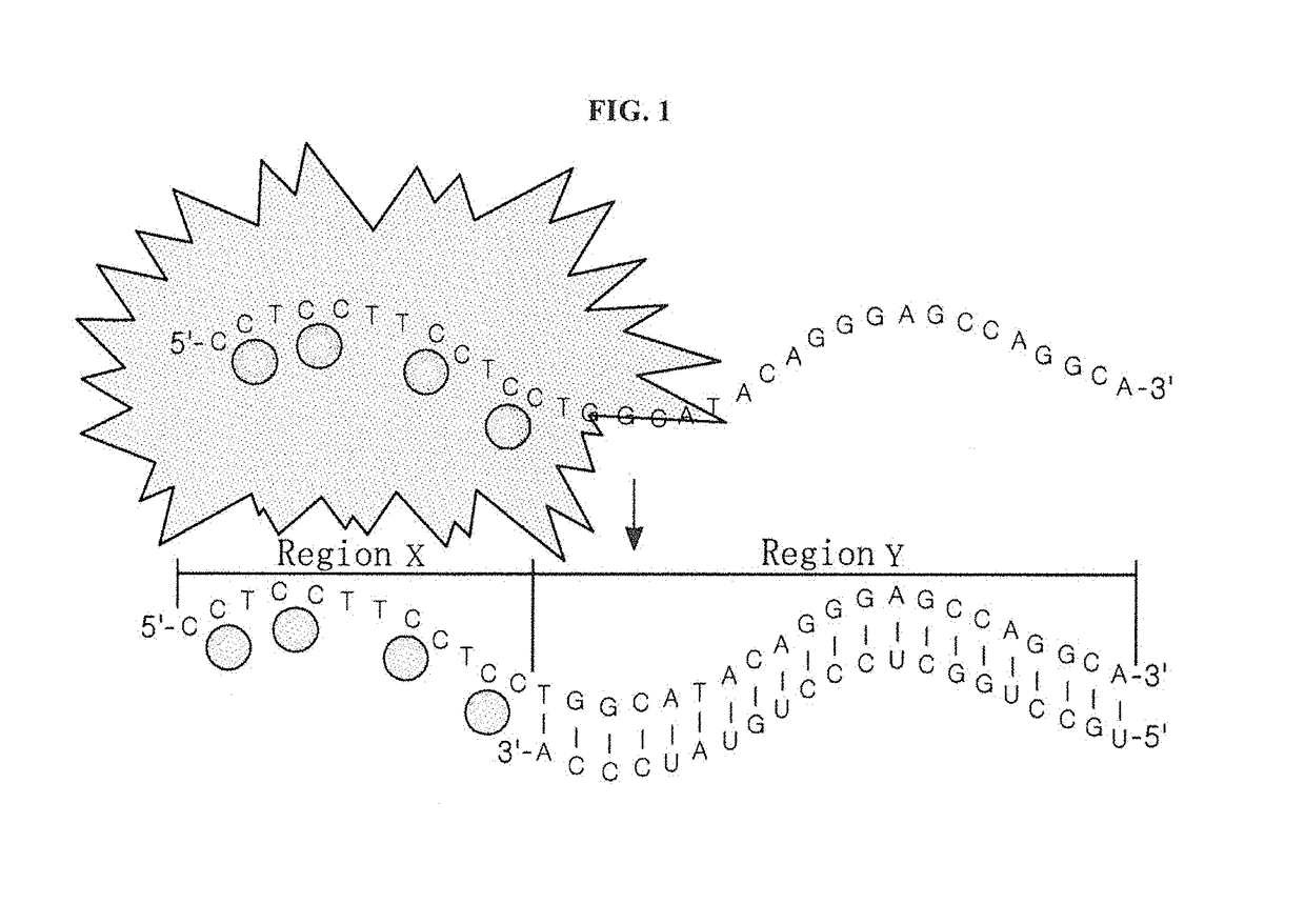 Silver nanocluster probe and target polynucleotide detection method using same, and silver nanocluster probe design method