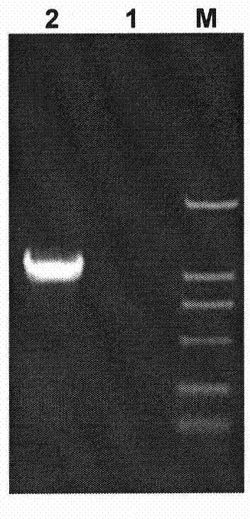 Gene blocking mutant for streptomyces coeruleorubidus and preparation method thereof