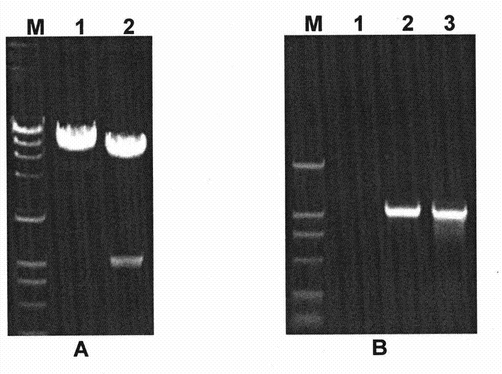 Gene blocking mutant for streptomyces coeruleorubidus and preparation method thereof