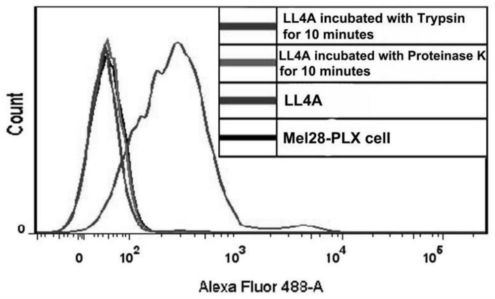 A method for nucleic acid aptamer to identify target protein CD63 and its application in overcoming vemurafenib resistance in melanoma