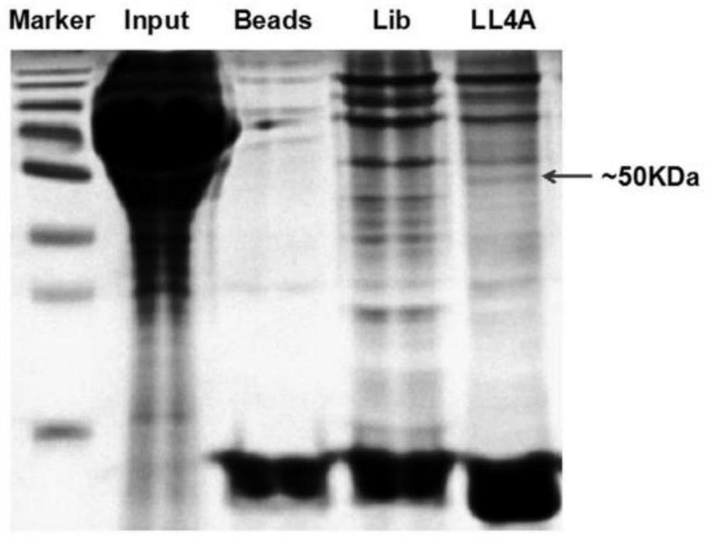 A method for nucleic acid aptamer to identify target protein CD63 and its application in overcoming vemurafenib resistance in melanoma