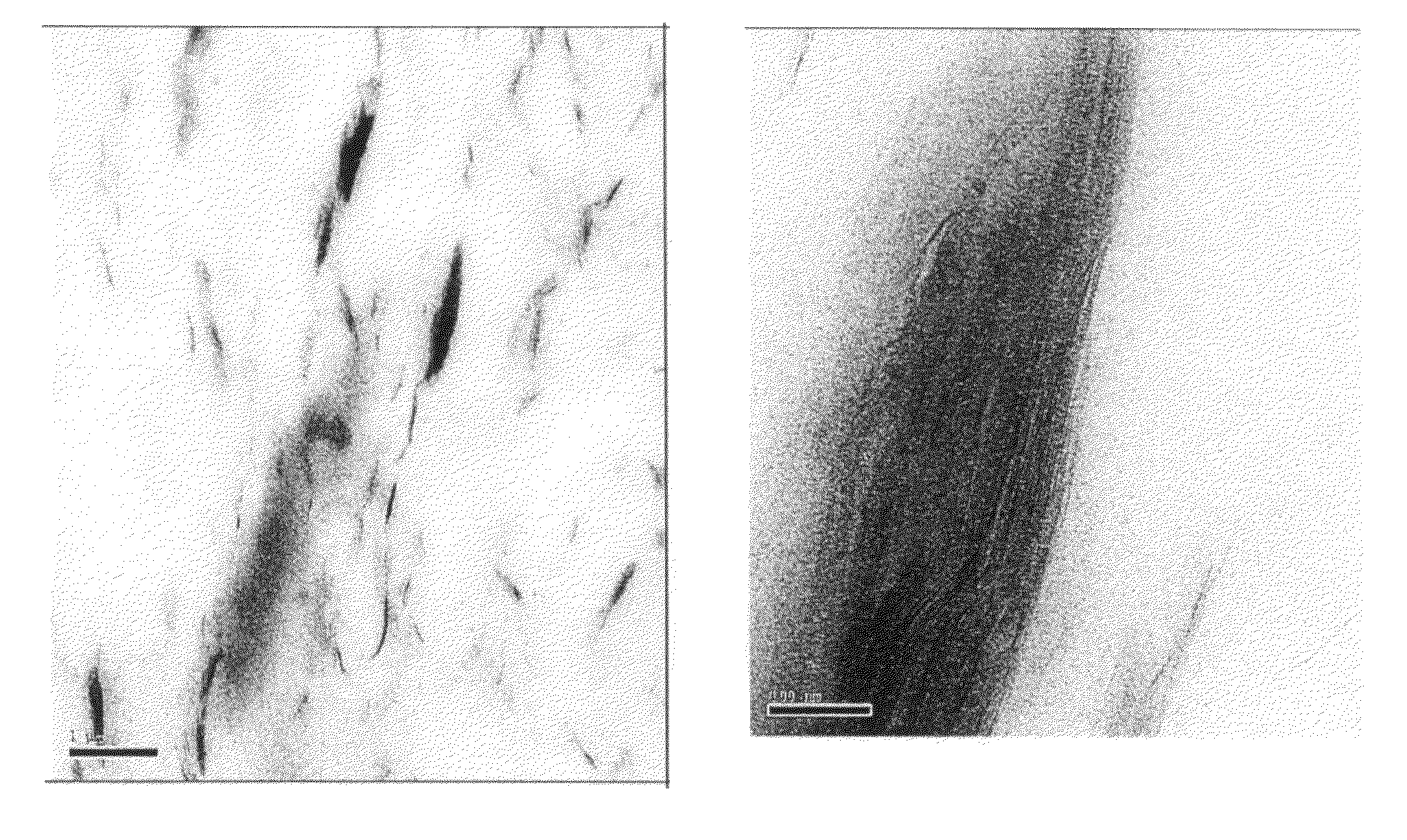 Thermoplastic elastomer compositions, methods for making the same, and articles made therefrom