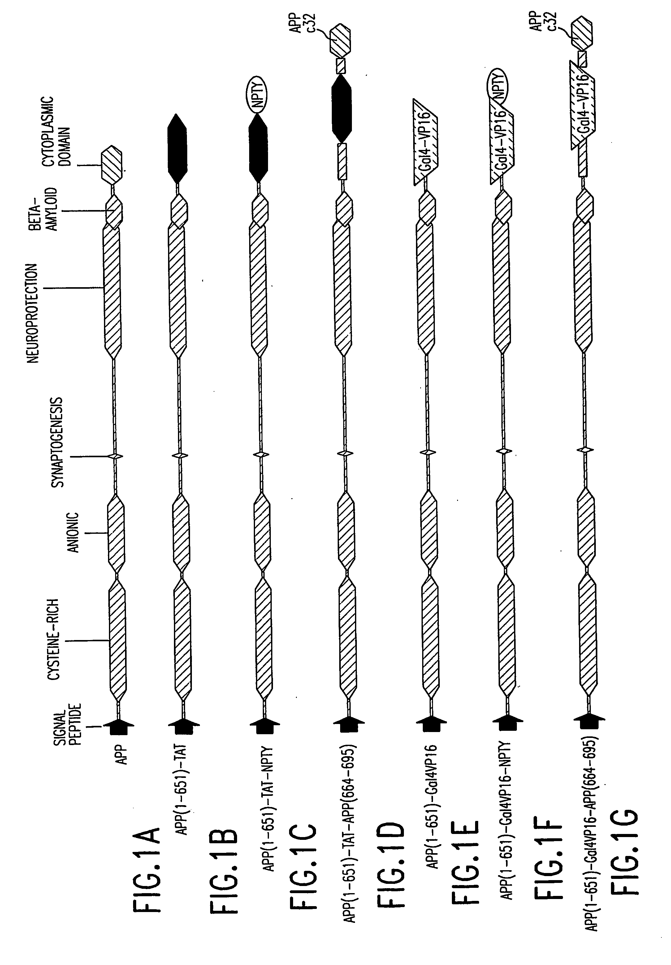 Assays to monitor amyloid precursor protein processing